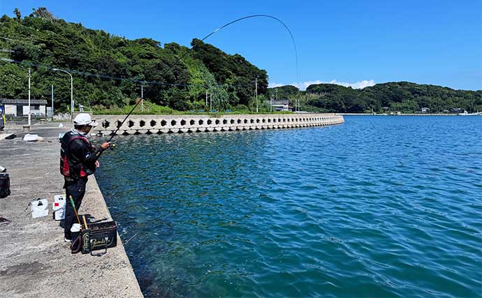 波止フカセ釣りで54cm頭に50cm超え「年無し」チヌ３連発！【長崎・釜田漁港】