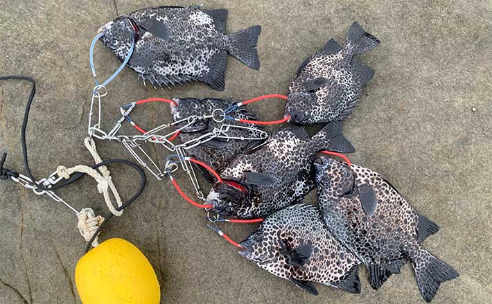 魚の剥製 時計付き 海の魚 58cm 釣り情報 イシガキタイ