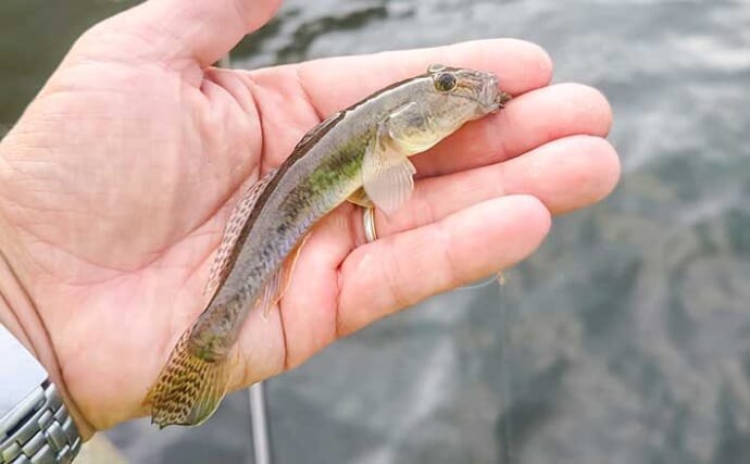 村田川河口のハゼ釣りでマハゼ26尾キャッチ【千葉】ミャク釣り仕掛けにヒット