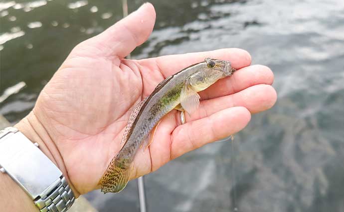 村田川河口のハゼ釣りでマハゼ26尾キャッチ【千葉】ミャク釣り仕掛けにヒット