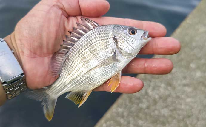 村田川河口のハゼ釣りでマハゼ26尾キャッチ【千葉】ミャク釣り仕掛けにヒット