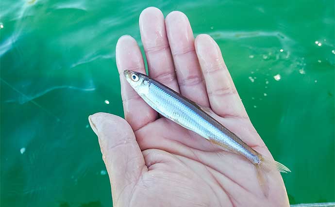 芦ノ湖で夏のボートワカサギ釣り満喫【神奈川】6～12cmのワカサギ352尾をキャッチ