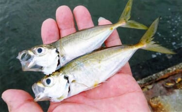 堤防サビキ釣りでアジ8匹キャッチ【三重・四日市港周辺】サイズは13cm…