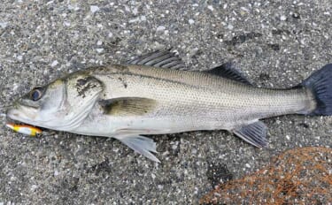 釣り人に起きやすい症状3選とその対処法を解説　魚が釣れることが何よりの…