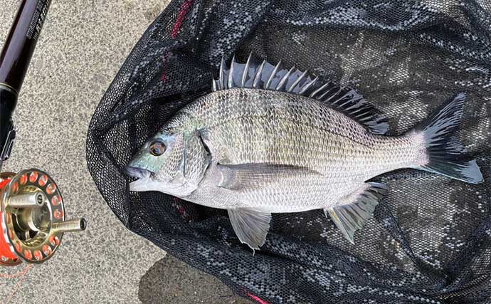 真夏の前打ち釣りで44cm頭にクロダイ2枚【木曽川】2時間の実釣でキャッチ