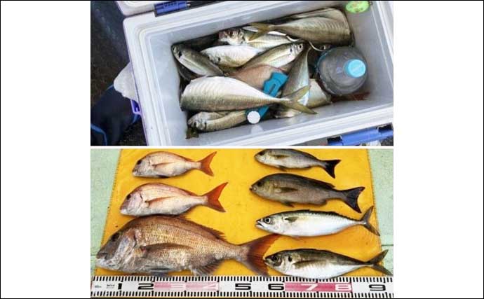 関西エリアの【船釣り特選釣果】淡路島沖の落とし込みサビキ釣りでブリにスズキ浮上