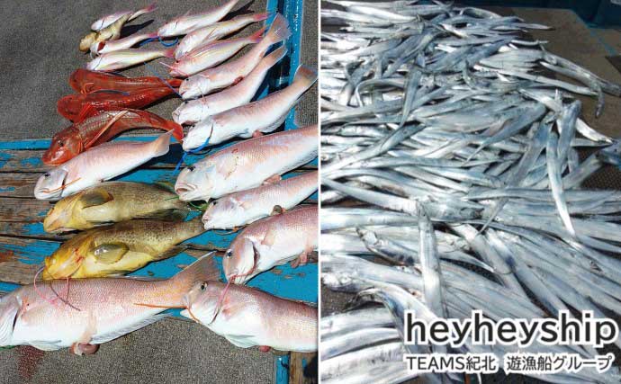 関西エリアの【船釣り特選釣果】淡路島沖の落とし込みサビキ釣りでブリにスズキ浮上