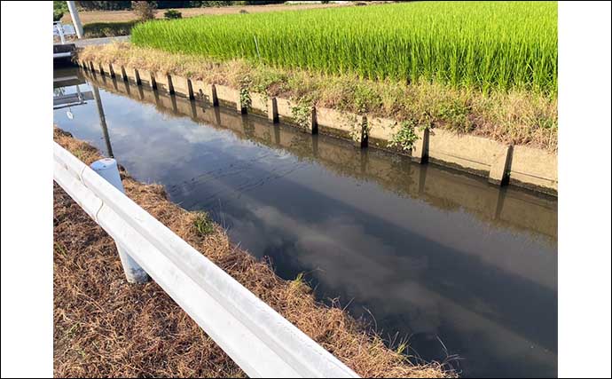 日中のルアーナマズ釣りで60cm級本命キャッチ【埼玉・越谷】大型ヘビ踏んづけて絶叫