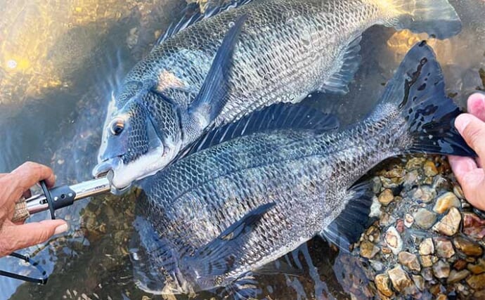 前打ち釣りで50cm筆頭にクロダイ4枚キャッチ【愛知・衣浦】超前釣法で連打