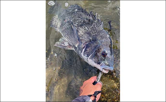 前打ち釣りで50cm筆頭にクロダイ4枚キャッチ【愛知・衣浦】超前釣法で連打