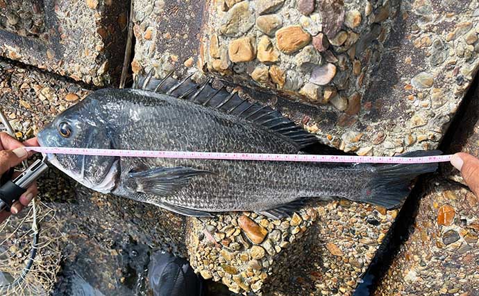 前打ち釣りで50cm筆頭にクロダイ4枚キャッチ【愛知・衣浦】超前釣法で連打