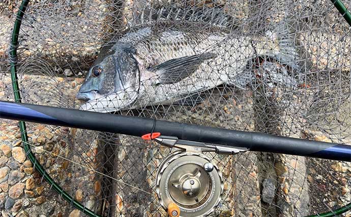 前打ち釣りで50cm筆頭にクロダイ4枚キャッチ【愛知・衣浦】超前釣法で連打