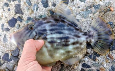 堤防から手軽に狙える高級美味魚『カワハギ』を詳しく知ろう　「エサ盗り名…