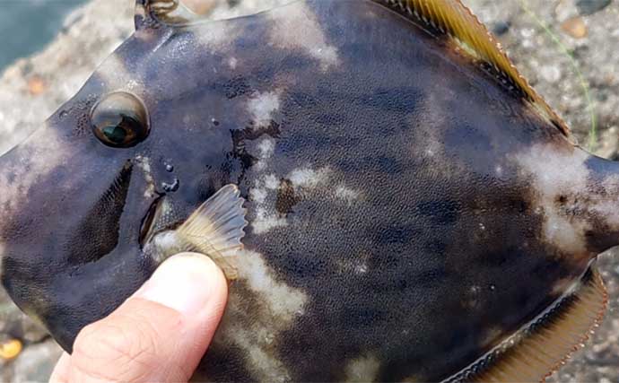 堤防から手軽に狙える高級美味魚『カワハギ』を詳しく知ろう　「エサ盗り名人」と呼ばれるワケは？