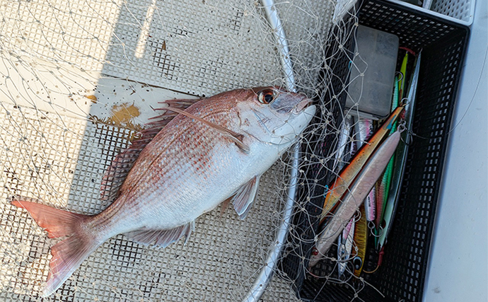 明石沖ジギング釣行でメジロにマダイにサワラ！【兵庫・魚英】激流ポイントでヒット