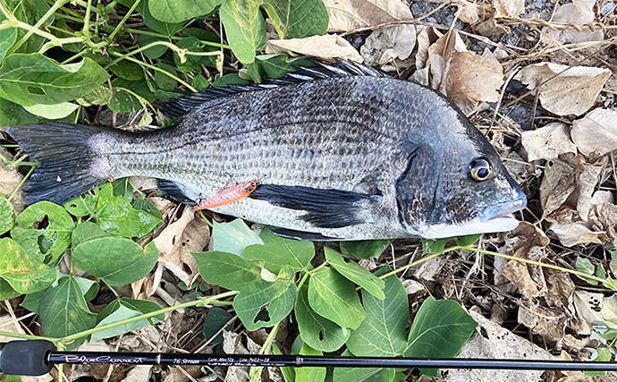 陸っぱりトップチニング釣行で45cm頭に良型チヌ連打【福岡】シンペンにヒット