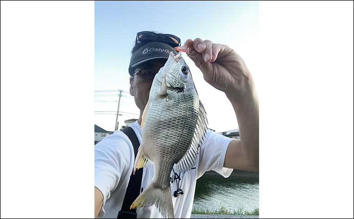 陸っぱりトップチニング釣行で45cm頭に良型チヌ連打【福岡】シンペンにヒット