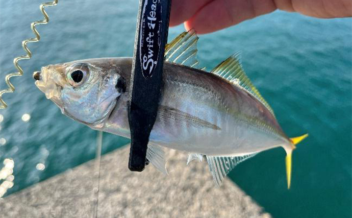 和歌山紀北エリアの堤防ルアー釣りでシオ（カンパチ）にアオリイカをキャッチ成功