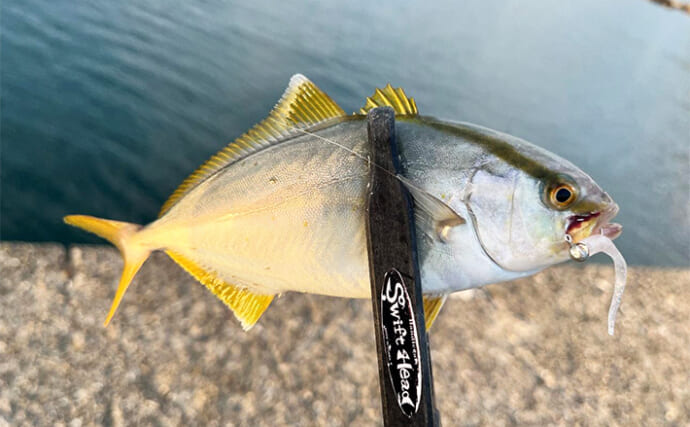 和歌山紀北エリアの堤防ルアー釣りでシオ（カンパチ）にアオリイカをキャッチ成功