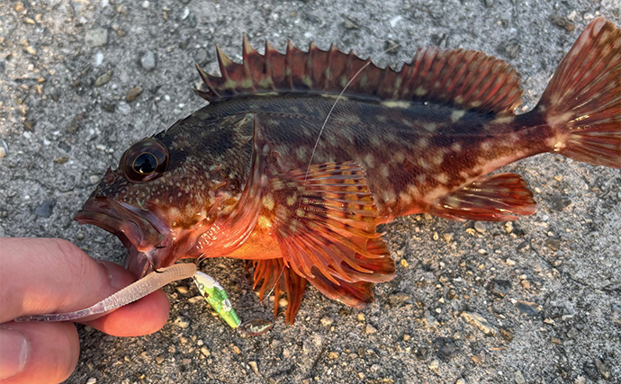 2時間の穴釣りでカサゴ2桁釣果【大阪・泉南】エサとルアーいずれにもヒット