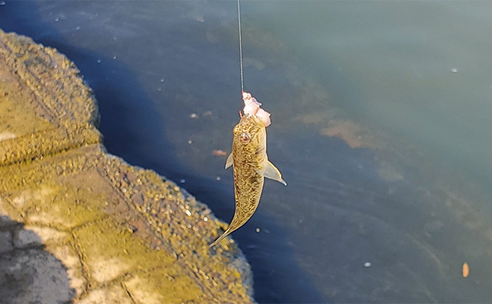 ハゼ釣りで13cm頭にマハゼ2桁釣果【新潟・関川】想定外のゲストにコショウダイ