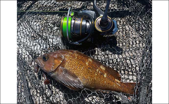 「夏枯れ」真っ只中の室蘭沖堤防でのロックゲーム釣行で35cmクロソイと対面【北海道】