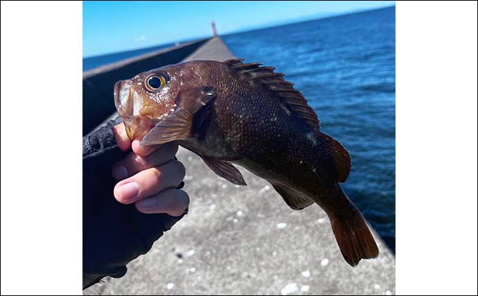 「夏枯れ」真っ只中の室蘭沖堤防でのロックゲーム釣行で35cmクロソイと対面【北海道】