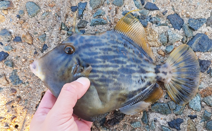 「釣果はポイント選びで決まる！」堤防カワハギ釣りの【場所の選び方】を徹底解説