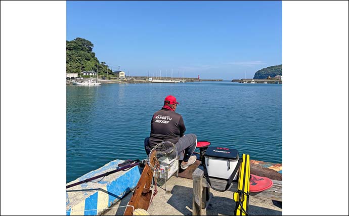 真鶴港のウキダンゴ釣りで35cm頭にクロダイ2尾【神奈川】ゲストにアイゴやコノシロも登場