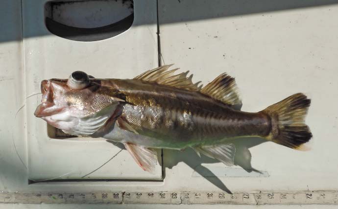 相模湾アマダイ釣りで41cm頭に釣る人7尾【神奈川・まごうの丸】潮色回復でさらに期待