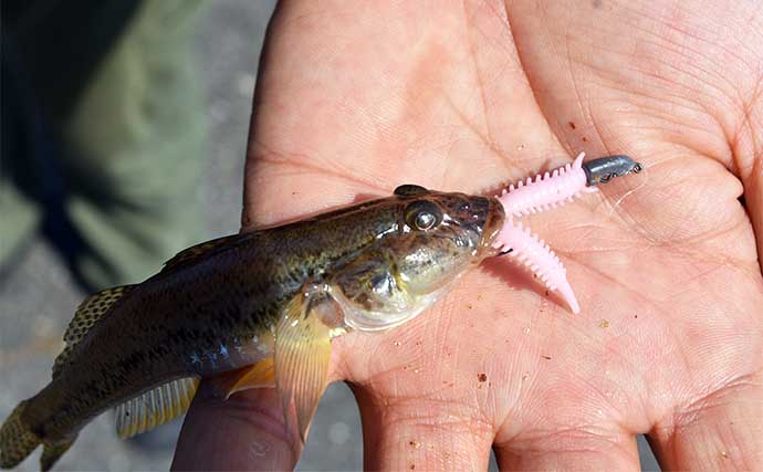 亀崎漁港のチョイ投げ釣りで本命ハゼが入れ食い！【三重】針のサイズダウンが奏功