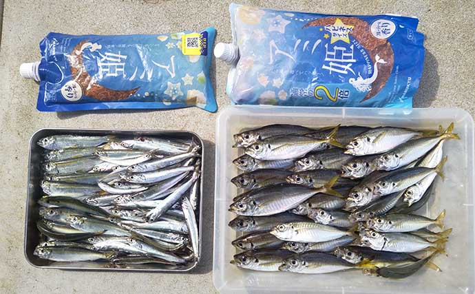 木更津港でのサビキ釣りでアジ・イワシ・サッパがたくさん釣れた！【千葉】朝マヅメに連発