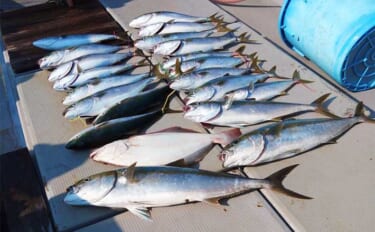 【船釣り釣果速報】鷹島沖の落とし込み釣りでヒラマサにヤズを好捕（長崎・佐賀）