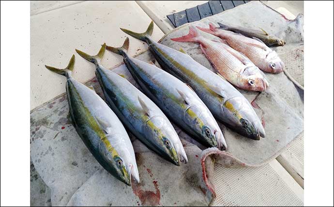 【船釣り釣果速報】鷹島沖の落とし込み釣りでヒラマサにヤズを好捕（長崎・佐賀）