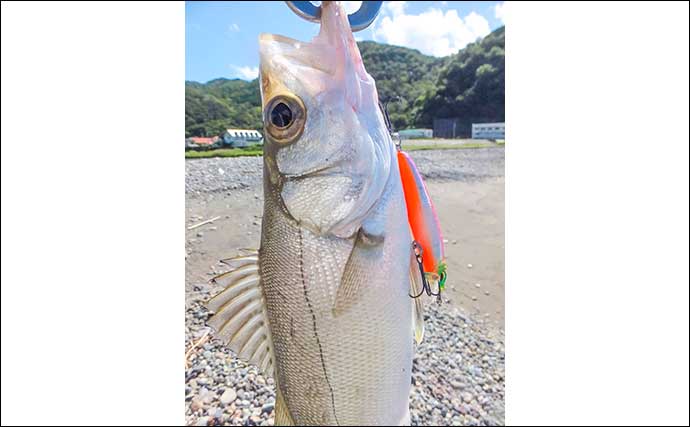 「メッキ」釣りシーズンが開幕！仁科大浜海岸でのルアー釣行で20cm級頭に連打【静岡】