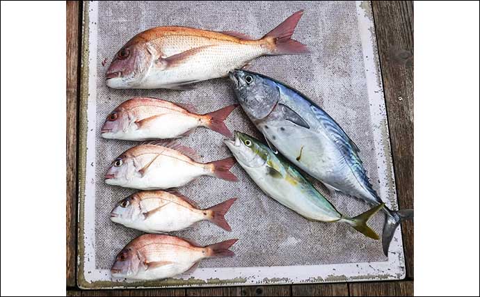 【船釣り釣果速報】スルメイカ釣り好調で船上に沖干しズラリ！（愛知）