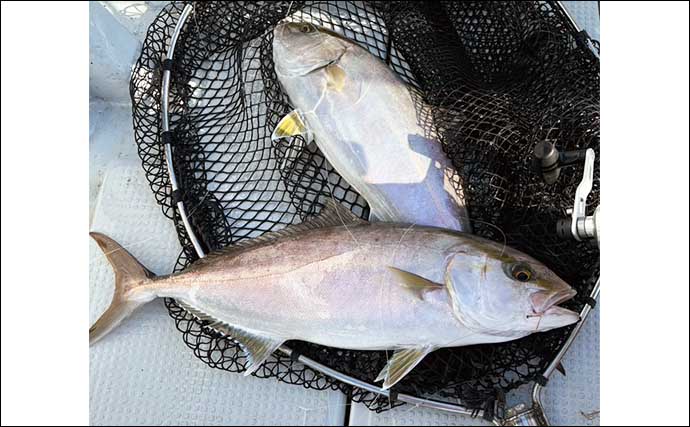 【船釣り釣果速報】鷹島沖の落とし込み釣りでヒラマサにヤズが好ヒット！（長崎・佐賀）