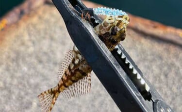 海の陸っぱり釣りで【幸せを感じる瞬間3選】ちょっとした釣り場メシが最高！