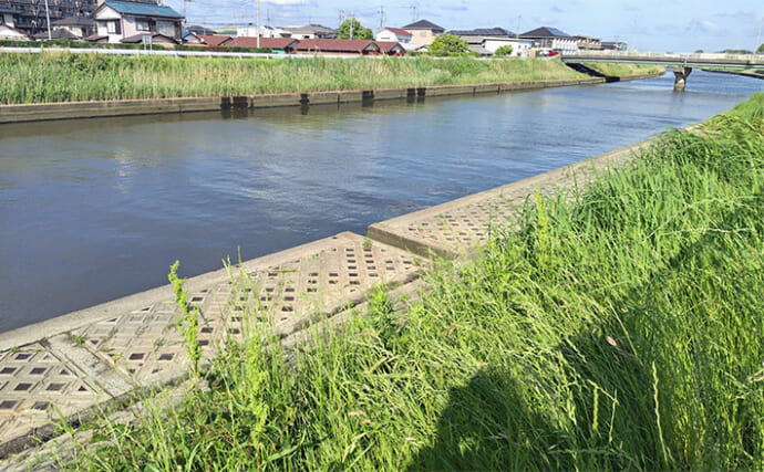 河川でのルアー釣りで60cm級シーバス【千葉・村田川】ミノーにボラが連発