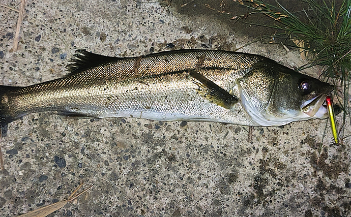 河川でのルアー釣りで60cm級シーバス【千葉・村田川】ミノーにボラが連発