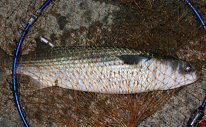 河川でのルアー釣りで60cm級シーバス【千葉・村田川】ミノーにボラが連発