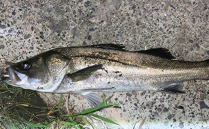 河川でのルアー釣りで60cm級シーバス【千葉・村田川】ミノーにボラが連発