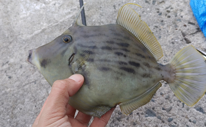 堤防カワハギ釣りで【釣果がアップする誘い方とひと工夫】  同じ誘いを3回以上続けてはダメ？