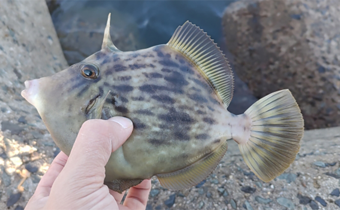 堤防カワハギ釣りで【釣果がアップする誘い方とひと工夫】  同じ誘いを3回以上続けてはダメ？