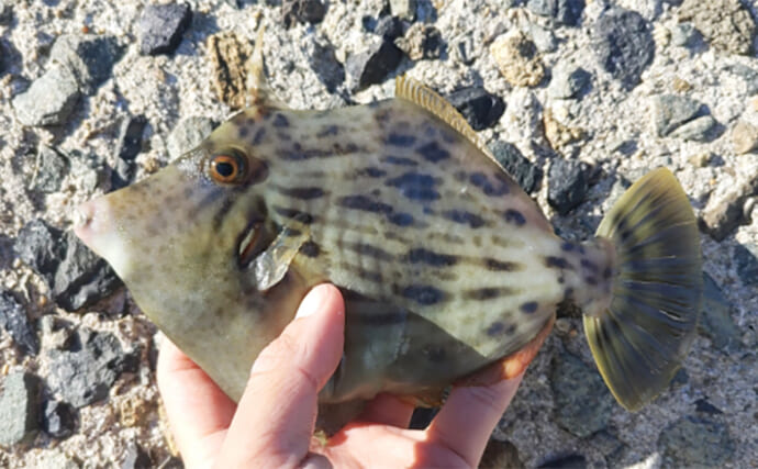 堤防カワハギ釣りで【釣果がアップする誘い方とひと工夫】  同じ誘いを3回以上続けてはダメ？