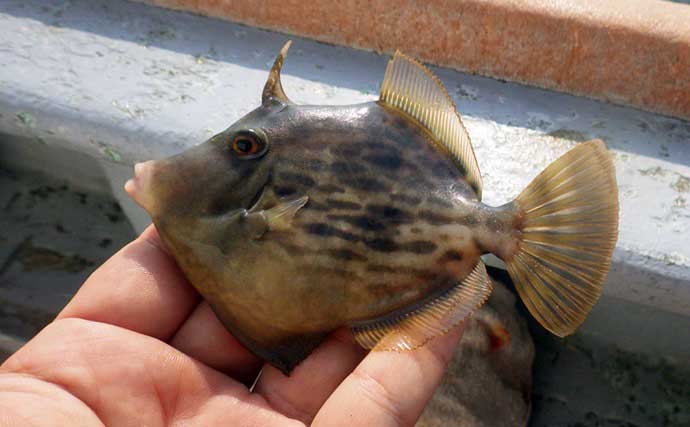 東京湾の船キス釣りで20cm級交じりで31匹【たかはし遊船】浅場での数釣りを堪能