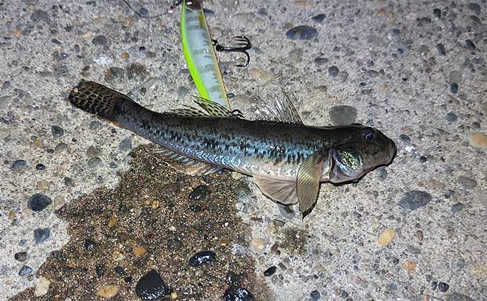 ベイトだらけの小河川でのルアー釣りで良型「カライワシ」手中【千葉】本命シーバスは不発