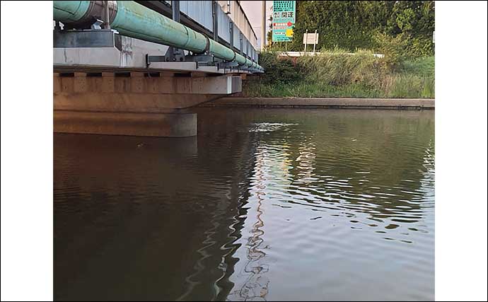 ベイトだらけの小河川でのルアー釣りで良型「カライワシ」手中【千葉】本命シーバスは不発