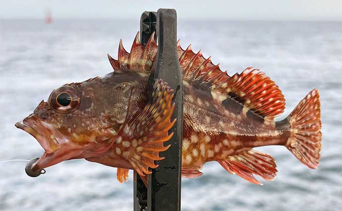 泉大津でのライトルアー釣行で47cmチヌ【大阪湾奥】夕マヅメには良型カサゴ連打