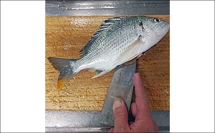 釣った魚で作る「ご飯のおかず」レシピ：キビレの姿煮　丸ごと調理がキモ